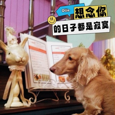 想念你的日子都是寂寞