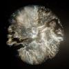 Supernova