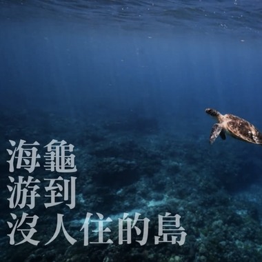 海龟游到没人住的岛