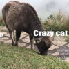 2112229发狂的猫砂