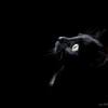 20140317_Scary Cat_mix