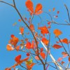 初夏的天空(for piano)