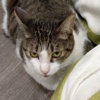 好奇的猫 Demo