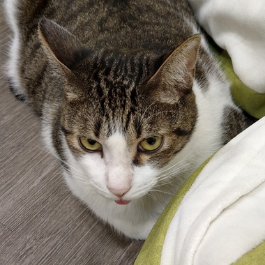 好奇的猫 Demo
