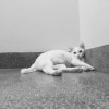 纸箱与猫