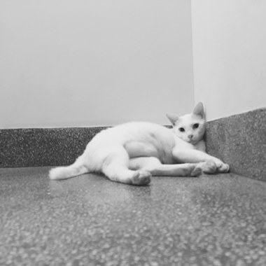 纸箱与猫