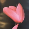 伤春的花，悲秋的燕（feat.陈弼凡）