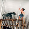 240914 牛与骤雨 The Bull and the Sudden Rain