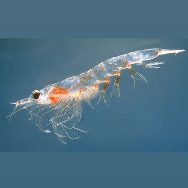Krill