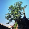 spring in sansheng_remix_guitar_by_WXD