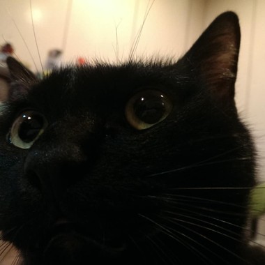 猫眼