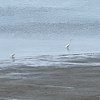 Melancholic Serenity
