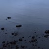 Tide