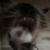 haaa！
