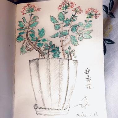 过年吼之《迎春花》