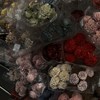 【花隈千冬】梦の中の约束