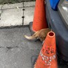 Cover到电脑坏掉