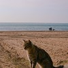 なるようになるよ demo bass ver.