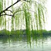 [钢琴独奏]杨柳情翠