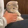 木质调demo
