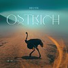 鸵鸟 Ostrich