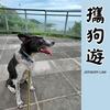 携狗游