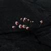 花期