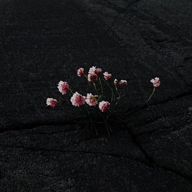 花期