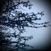 Singing Under Artificial Trees (DEMO)