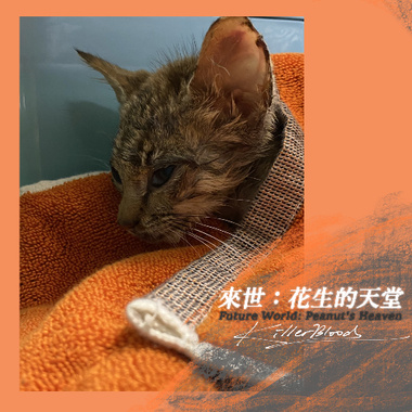 来世：花生的天堂