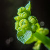 菩提萨埵demo