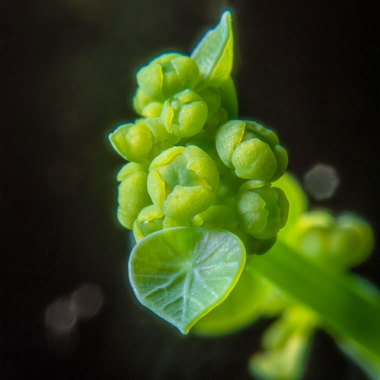 菩提萨埵demo