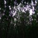 被遗忘的灵路指南 2021 Demo