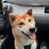 赖著你 2025更新