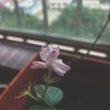 在茉莉盛开的花季（demo）