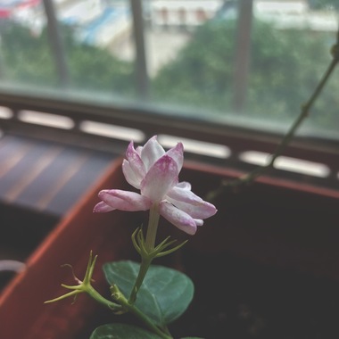 在茉莉盛开的花季（demo）