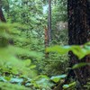 Jungle