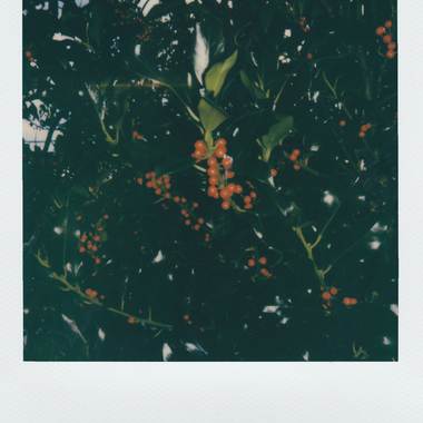 LOST IN FOREST
