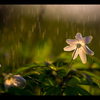 Flower Rain