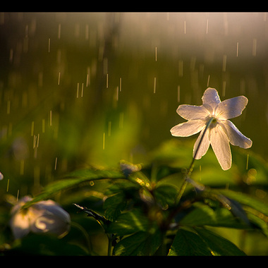 Flower Rain
