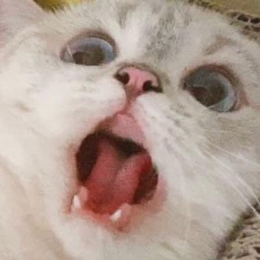 无可救药的猫-南西肯恩 (cover)