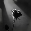 Apologize (Demo)