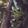 篱篱樱_民族幻想_风之咏