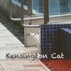 Kensington Cat 肯辛顿之猫