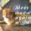 meet meow again