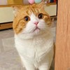 蓬松的幸福