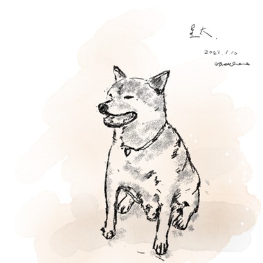 不愿再流浪