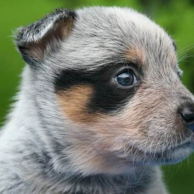 牧羊犬-杨启斌