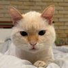 上班路上碰到的猫