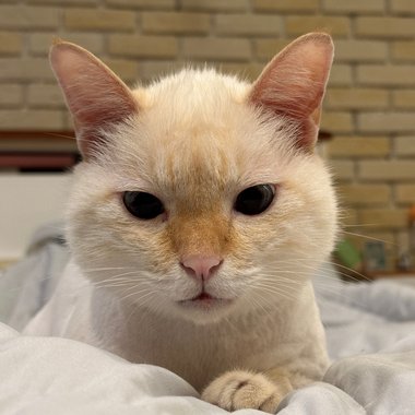上班路上碰到的猫